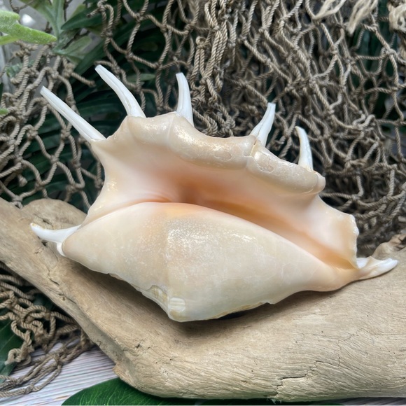 XL Spider CONCH SEASHELL Collector Display Shell nautical Decor beach coastal - Picture 3 of 16